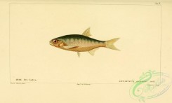 fishes-05587 - leuciscus gatensis