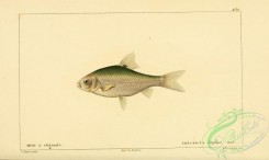fishes-05595 - Pool Barb, leuciscus stigma