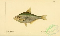 fishes-05598 - Rohtee, leuciscus alfredianus