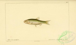 fishes-05602 - Stymphalia Minnow, leuciscus stymphalicus