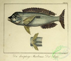 fishes-05876 - Blotched Picarel, sparus tricuspidatus
