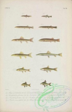 fishes-06518 - 002-uisqurnus barbatuloides, lepidocephalichthys hasseltii, Java Loach, acanthophthalmus javanicus, Coolie Loach, acanthophthalmus fasciatus, lepidocephalus macrochir