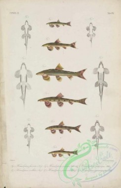 fishes-06519 - 003-homaloptera fasciata, homaloptera ocellata,  homaloptera salusur, homaloptera javanica, homaloptera ophiolepis, homaloptera gymnogaster