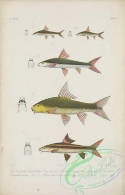 fishes-06520 - 004-crossocheilus crossocheilichthys, crossocheilus crossocheilichthys, schismatorhynchs heterorhynchus, epalzeorhynchus kallopterus