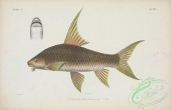 fishes-06522 - 006-lobocheilus fulcifer