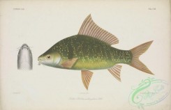 fishes-06529 - 013-rohita melanopleura