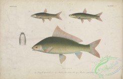 fishes-06533 - 017-dangila leptocheilus, Yellow Rasbora, rasbora lateristriata, rasbora cephalotaenia