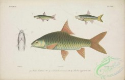 fishes-06537 - 021-Brilliant Rasbora, rasbora einthoveni, Semah Mahseer, labeobarbus douronensis, Silver Rasbora, rasbora argyrotaenia