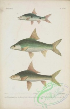 fishes-06543 - 027-hampala ampalong, cyclocheilichthys enoplus, cyclocheilichthys (siaja) microlepis