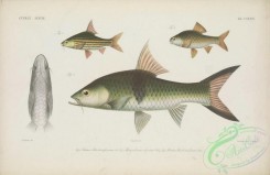 fishes-06554 - 038-puntius (barbodes) fasciatus, Hampala Barb, hampala macrolepidota, puntius (barbodes) bunter