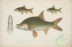 fishes-06556 - 040-puntius (barbodes) maculatus, puntius lawak, rohteichthys microlepis