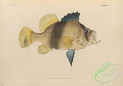 fishes-07170 - 003-Barred Soapfish, diploprion bifasciatum