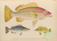 fishes-07176 - 009-diacope vittata, diacope octolineata, therapon oxyrhynchus