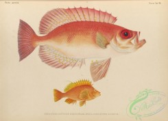 fishes-07177 - 010-Red Bigeye, priacanthus benmebari, Yellow Hawkfish, cirrhites aureus