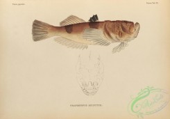 fishes-07185 - 018-Marbled Stargazer, uranoscopus bicinctus