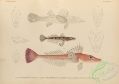 fishes-07194 - 027-Midget Flathead, platycephalus spinosus, platycephalus japonica, Olive-Tailed Flathead, platycephalus asper, bembras curtus, bembras japonicus