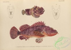 fishes-07195 - 028-Pitted Stonefish, synanceia erosa, Weedy Stingfish, scorpaena cirrhosa, scorpaena neglecta