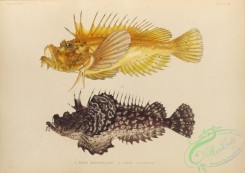 fishes-07196 - 029-pelor aurantiacum, pelor japonicum
