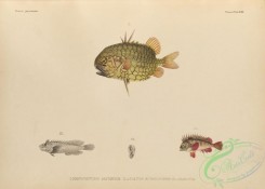 fishes-07200 - 033-Pineconefish, monocentris japonicus, apistus rubripinnis, aploactis