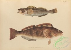 fishes-07202 - 035-Whitespotted Greenling, labrax hexagrammus