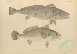 fishes-07203 - 036-Japanese Meagre, sciaena japonica, Sin Croaker, corvina sina