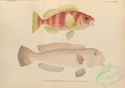 fishes-07208 - 041-Unarmed Dwarf Monocle Bream, scolopsides inermis, latilus argentatus