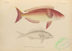 fishes-07217 - 050-Golden Threadfin Bream, dentex setigerus, chaetopterus