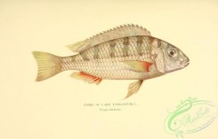 fishes-07569 - 024-tilapia dardennii