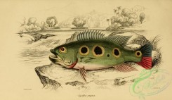 fishes_best-00124 - cychla argus