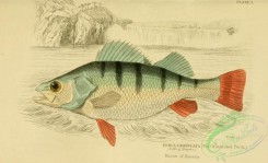 fishes_best-00146 - 001-Granulated Perch, perca granulata