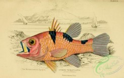 fishes_best-00156 - 011-Mediterranean Apogon, apogon trimaculatus