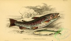 fishes_best-00237 - San Francisco Piranha, salmo ferox, Salmon Trout, Phinock