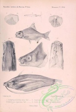 fishes_bw-01953 - 002-amblyrhynchichthys altus, diastatomycter chaperi, callichrous eugeniatus, belone caudimacula