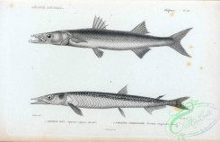 fishes_bw-02243 - 017-European Barracuda, sphyraena vulgaris, Sharpchin Barracudina, paralepis coregonoides
