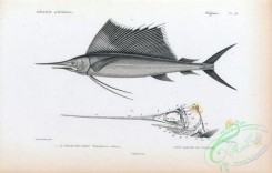 fishes_bw-02272 - 046-Indo-Pacific Sailfish, histiophorus indicus