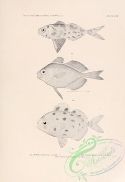 fishes_bw-02434 - 063-Man-Of-War Fish, nomeus gronovii, Bluefin Driftfish, psenes pellucidus, Silver Driftfish, psenes maculatus