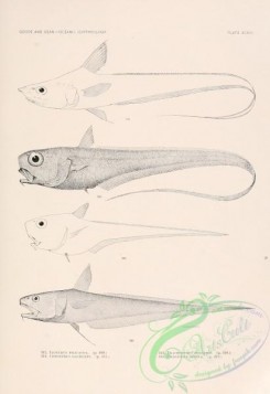 fishes_bw-02469 - 098-lionurus filicauda, Globehead Grenadier, cetonurus globiceps, Bristly Grenadier, trachonurus sulcatus, Ghostly Grenadier, chalinura simula