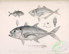 fishes_bw-02950 - 057-White Trevally, caranx georgianus, caranx poloosoo, Bigeye Trevally, caranx paraspistes