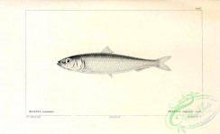 fishes_bw-03147 - 046-European Sprat, meletta vulgaris