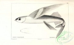 fishes_bw-03225 - 124-Smallhead Flyingfish, exocoetus altipennis