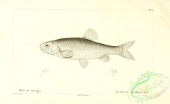 fishes_bw-03402 - 157-leuciscus savignyii