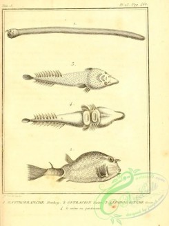 fishes_bw-03451 - 023-gastrobranche dombey (Fr), ostracion lister (Fr), lepadogastere gouan (Fr)