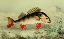 fishes_full_color-00043 - European Perch