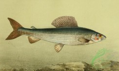 fishes_full_color-00048 - Grayling