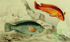 fishes_full_color-00051 - labrus pesquit (uL), Cuckoo Wrasse