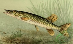 fishes_full_color-00053 - Northern Pike