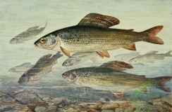 fishes_full_color-00090 - Grayling, thymallus vulgaris