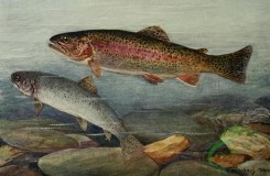 fishes_full_color-00100 - Rainbow Trout, trutta iridea