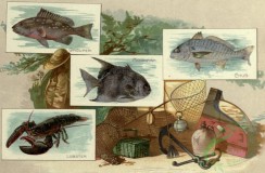 fishes_full_color-00124 - GROUPER, MOONFISH, CHUB, LOBSTER