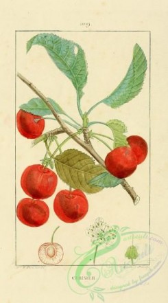 flora-00291 - 109-Cherry-tree